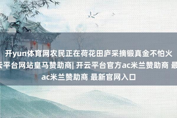 开yun体育网农民正在荷花田庐采摘锻真金不怕火的莲蓬-开云平台网站皇马赞助商| 开云平台官方ac米兰赞助商 最新官网入口